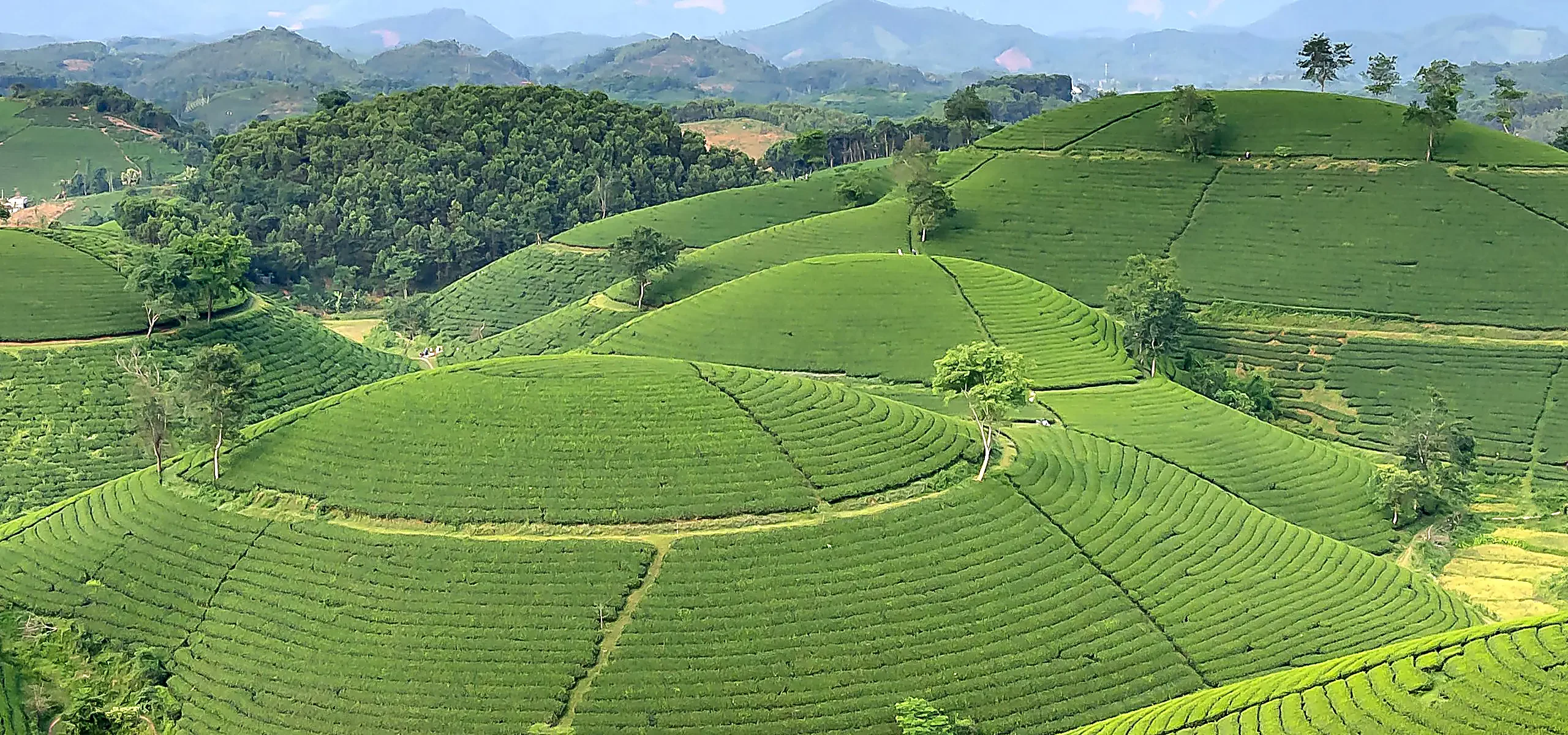 Tea fields over mountains in Uganda, representing Akeyo's agricultural landscape